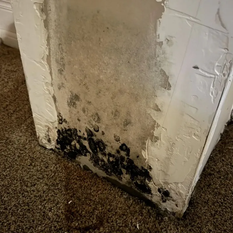 Professional Mold Removal in Auburn, KS